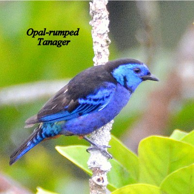 Opal-rumped Tanager